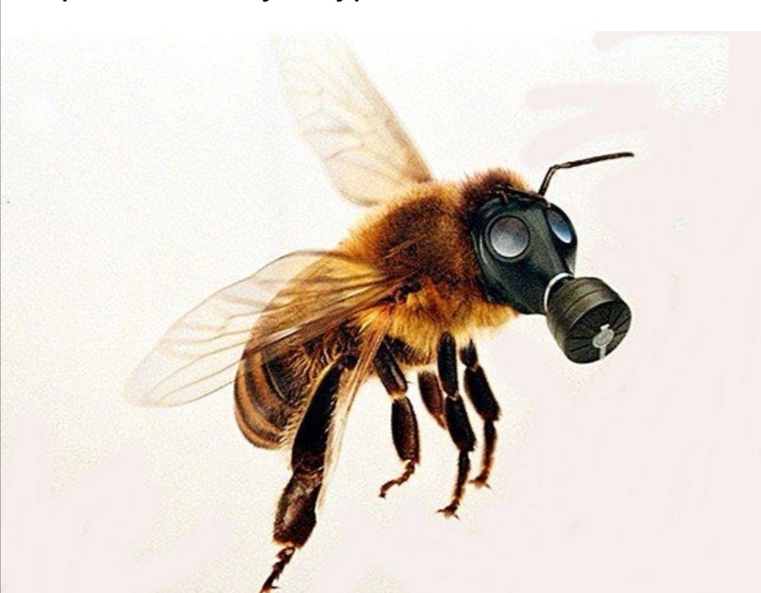 Соблюдение требований безопасности для медоносных пчел.